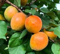 78400146-bee4-11f0-891d-246e9611e8f7-1