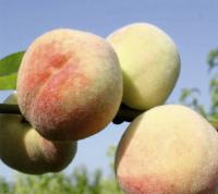 ed43982f-d33b-11ef-8915-246e9611e8f5-1