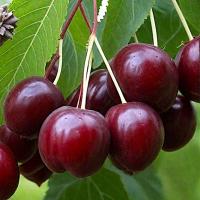 801bcd3c-be4b-11f0-891d-246e9611e8f7-1