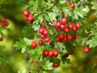 8f1365f8-1141-11f0-8918-246e9611e8f6-1