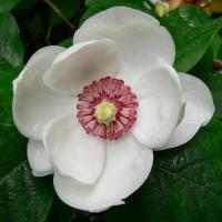 magnoliya_zibolda_s1_5_30_60