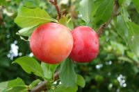 6672d07a-55b0-11f0-891a-246e9611e8f6-1