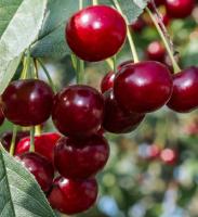 вишня владимирская