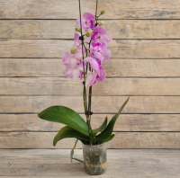 Screenshot 2026-01-26 at 12-53-49 Фаленопсис d12 0609 - купить оптом и в розницу в Москве. - Цветочная компания Харченко