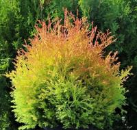 a7fc04b9-43d4-11e8-8910-005056c00008-1