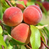 персик кремлевский