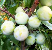 8cd9d52f-cc09-11ef-8915-246e9611e8f5-1