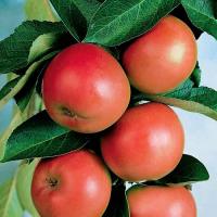 6973db94-bb9e-11f0-891d-246e9611e8f7-1