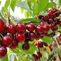 черешня московская красная