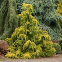 71cb832c-d1a0-11f0-891e-246e9611e8f6-1