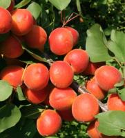 абрикос колон. санни