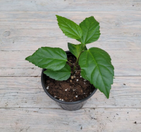 Screenshot 2026-01-26 at 12-49-08 Гибискус (китайская роза) d12 - купить оптом и в розницу в Москве. - Цветочная компания Харченко