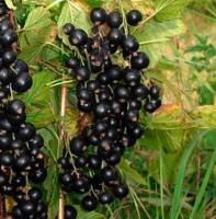 смородина зеленая дымка