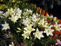 eae1e955-6758-11ed-bd4c-001e673ebdea-1