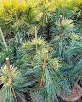 238670f9-d50a-11f0-891e-246e9611e8f6-1