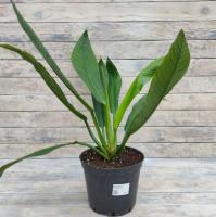 Снимок экрана_26-1-2026_16208_rassadacvetov.ru