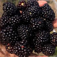 блэк меджик