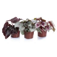 begoniya-reks-gibriden-d12cm-h20cm-(1)