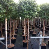 daa18499-ece0-11ee-890b-246e9611e8f5-1