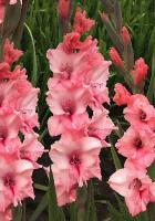 efd49183-9b7e-11e2-8061-00500454e615-1