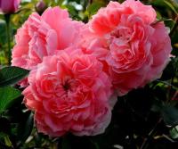 4f8bdf03-e1d3-11ee-890a-246e9611e8f5-1