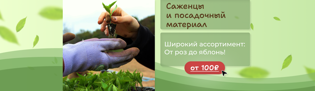 Саженцы