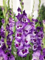 cc9cc0be-0d76-11df-849f-002354cb09e1-1