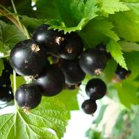 смородина татьянин день