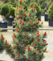 a951fff4-d758-11f0-891e-246e9611e8f6-1