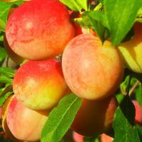 алыча персиковая