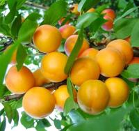 6de72662-bee3-11f0-891d-246e9611e8f7-1