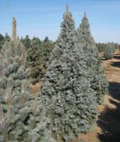 f082eb53-7bf0-11ea-b7ee-005056c00008-1