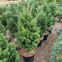 pihta-belaja-fastigiata-fastigiata