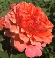 ee526d87-2435-11e8-9db1-005056c00008-1