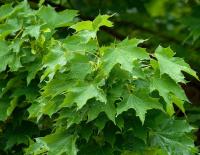 106fde17-114b-11f0-8918-246e9611e8f6-1