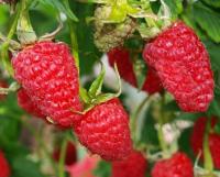 малина московский великан