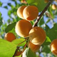 абрикос сибиряк байкалова