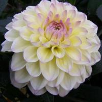 46a39582-5871-11e1-960d-00500454e615-1