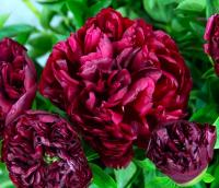 питер бренд