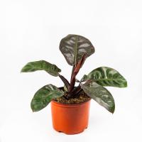 filodendron_kustovoy_imperial_red_d19 (1)