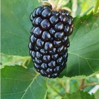 прайм арк фридом