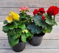 Снимок экрана_26-1-2026_135446_rassadacvetov.ru