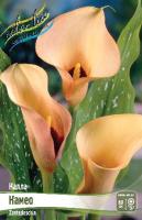 c259e964-278c-11df-882b-0019dbe91ea3-1