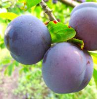 be56c51a-bec9-11f0-891d-246e9611e8f7-1