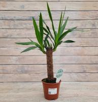 Снимок экрана_26-1-2026_144250_rassadacvetov.ru