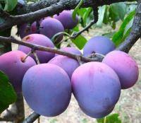 ed4ab414-beca-11f0-891d-246e9611e8f7-1