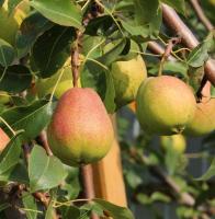 груша памяти яковлева