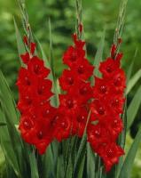 cee33777-dd2a-11e5-a9f8-001e673ebdea-1