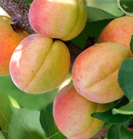 абрикос чемпион севера