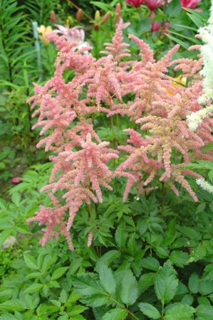 551d9038-603f-11e1-960d-00500454e615-2